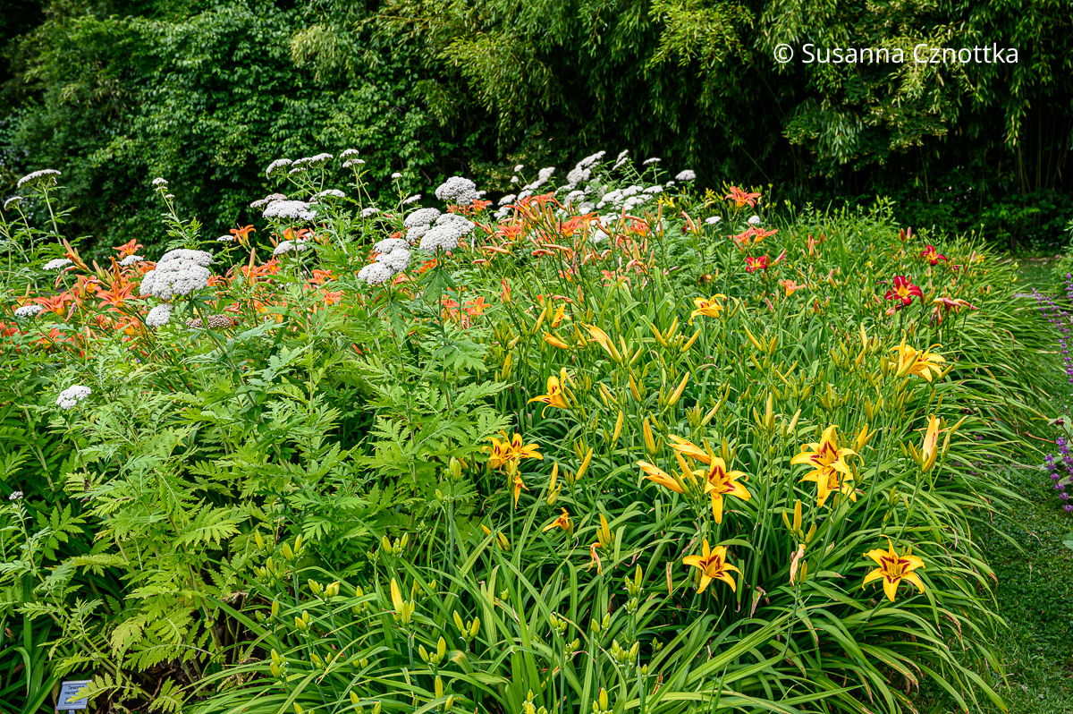 Taglilien (Hemerocallis-Hybride) und Große Wucherblume (Tanacethum macrophyllum) (Sichtungsgarten der Weihenstephaner Gärten der Hochschule Weihenstephan-Triesdorf) Orange Taglilien (Hemerocallis-Hybride) und gelbe Taglilien mit roter Zeichnung neben der Großen Wucherblume (Tanacethum macrophyllum) mit gefiedertem Laub und weißen Dolden