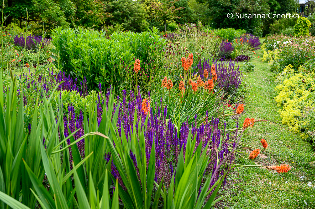 Stauden kombinieren: Beet mit violettem Steppen-Salbei (Salvia nemorosa) 'Caradonna', hellroter Fackellilie (Kniphofia) 'Feuerkerze' und dunkelrotem Großem Wiesenknopf (Sanguisorba officinalis) 'Burgundy' (Sichtungsgarten der Weihenstephaner Gärten der Hochschule Weihenstephan-Triesdorf)