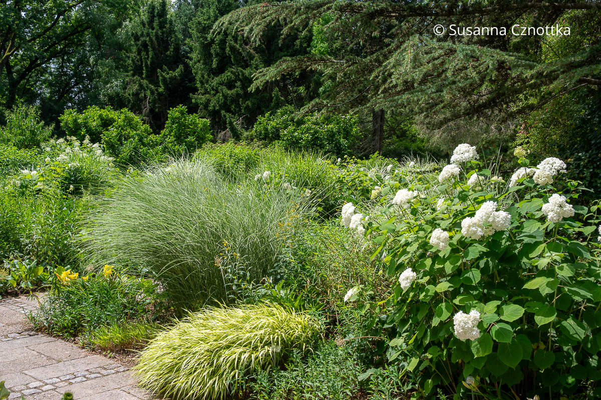 Helle Rabatte mit Chinaschilf (Miscanthus sinensis) 'Morning Light', weißen Hortensien und Japan-Berggras (Hakonechloa macra) 'Aureola' (Sichtungsgarten der Weihenstephaner Gärten der Hochschule Weihenstephan-Triesdorf)  Helle Rabatte mit Chinaschilf (Miscanthus sinensis) 'Morning Light', weißen Hortensien und Japan-Berggras (Hakonechloa macra) 'Aureola' (Sichtungsgarten der Weihenstephaner Gärten der Hochschule Weihenstephan-Triesdorf)