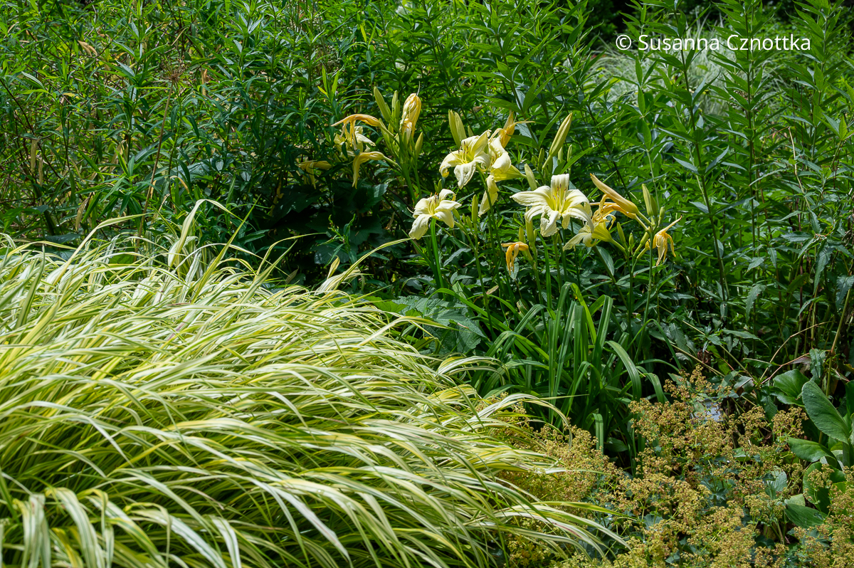 Japan-Goldbandgras 'Aureola'  mit farblich passender blassgelber Taglilie (Hemerocallis) (Sichtungsgarten der Weihenstephaner Gärten der Hochschule Weihenstephan-Triesdorf)