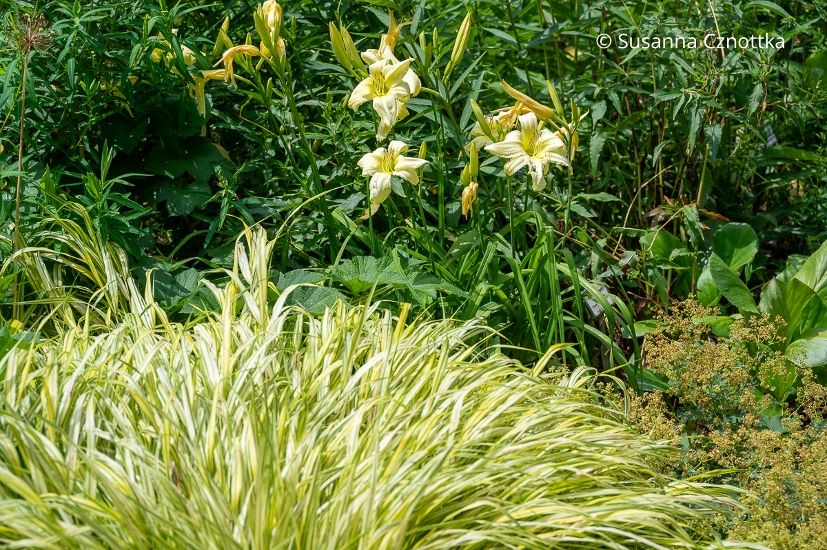 Gelb gestreiftes Japan-Berggras (Hakonechloa macra) 'Aureola' und Taglilie (Hemerocallis-Hybride) 'Ice Carnival' Gelb gestreiftes Japan-Berggras (Hakonechloa macra) 'Aureola' und Taglilie (Hemerocallis-Hybride) 'Ice Carnival'