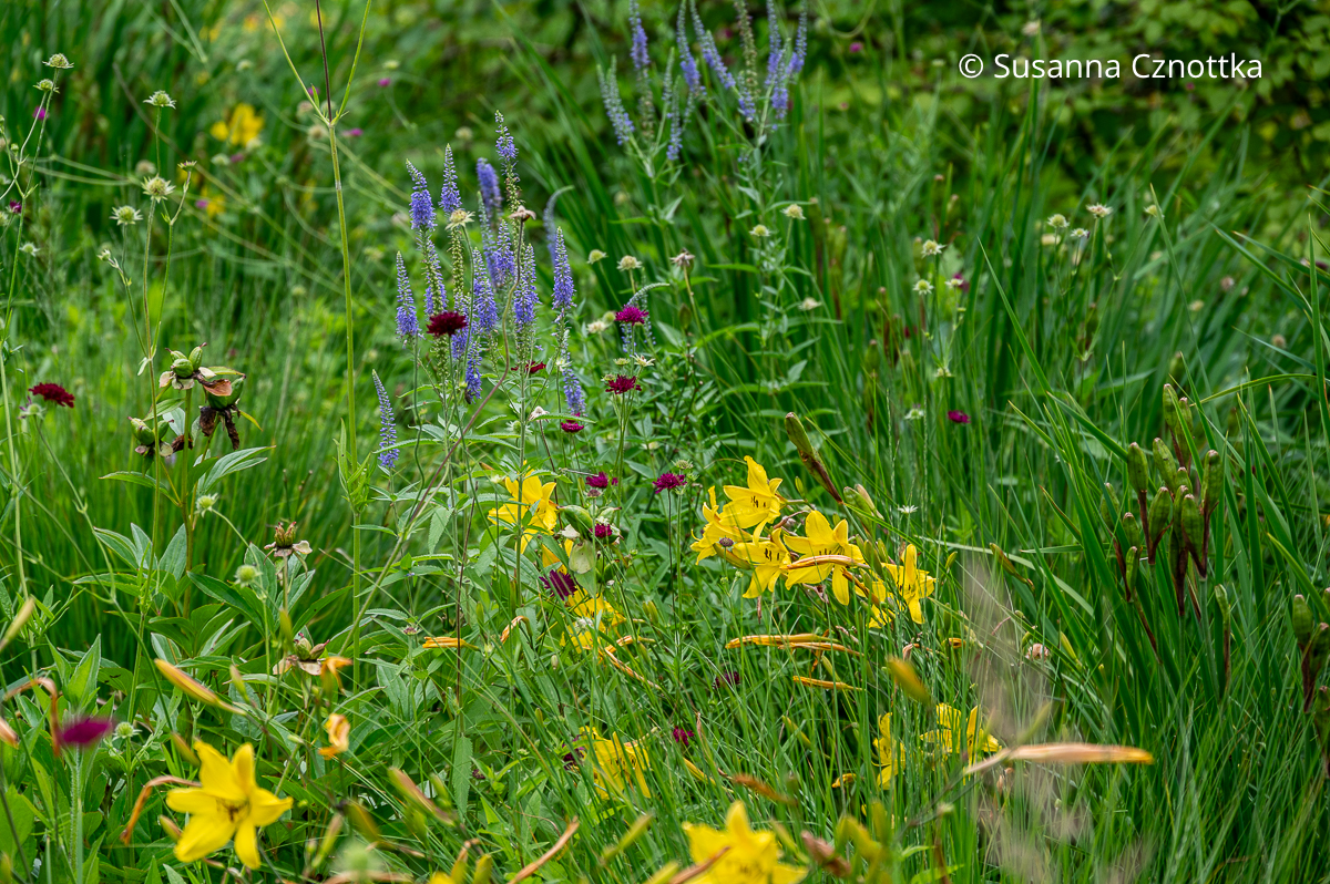 Wiesenhafte Pflanzung: Taglilie (Hemerocallis), Langblättriger Ehrenpreis (Veronica longifolia) und Mazedonische Witwenblume (Knautia macedonica) Wiesenhafte Pflanzung: gelbe Taglilie (Hemerocallis), blauer Langblättriger Ehrenpreis (Veronica longifolia) und dunkelrote Mazedonische Witwenblume (Knautia macedonica)