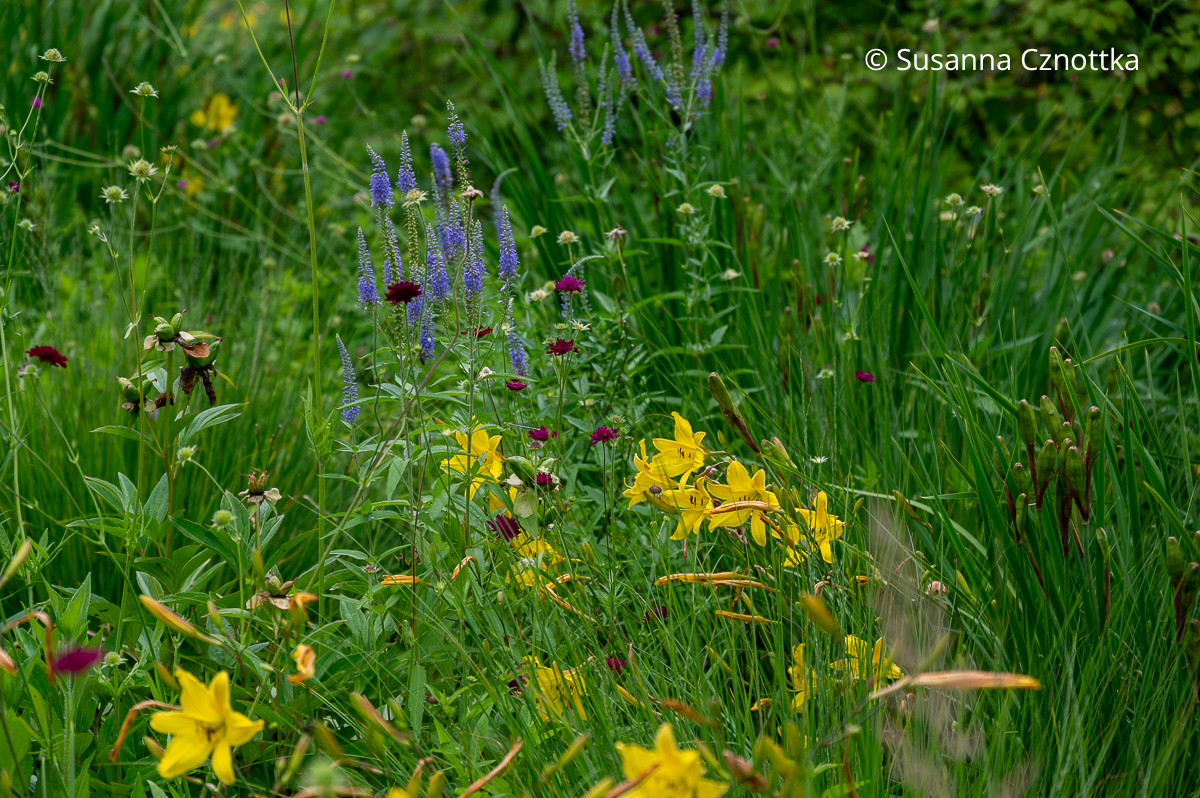 Kombination für die Staudenwiese: Gelbe Taglilien, Langblättriger Ehrenpreis (Veronica longifolia) und Mazedonische Witwenblume (Knautia macedonica) (Sichtungsgarten der Weihenstephaner Gärten der Hochschule Weihenstephan-Triesdorf) Kombination für die Staudenwiese: Gelbe Taglilien, Langblättriger Ehrenpreis (Veronica longifolia) und Mazedonische Witwenblume (Knautia macedonica) (Sichtungsgarten der Weihenstephaner Gärten der Hochschule Weihenstephan-Triesdorf)