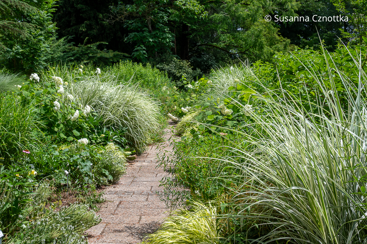 Helle Rabatte mit Chinaschilf (Miscanthus sinensis) 'Morning Light', weißen Hortensien und Japan-Berggras (Hakonechloa macra) 'Aureola' (Sichtungsgarten der Weihenstephaner Gärten der Hochschule Weihenstephan-Triesdorf)  Helle Rabatte mit Chinaschilf (Miscanthus sinensis) 'Morning Light', weißen Hortensien und Japan-Berggras (Hakonechloa macra) 'Aureola' (Sichtungsgarten der Weihenstephaner Gärten der Hochschule Weihenstephan-Triesdorf)