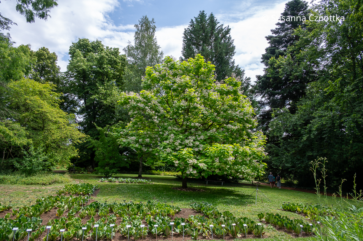 Trompetenbaum (Catalpa bignonioides) und Bergenien im Sichtungsgarten Weihenstephan der Hochschule Weihenstephan-Triesdorf Trompetenbaum (Catalpa bignonioides) und Bergenien im Sichtungsgarten Weihenstephan der Hochschule Weihenstephan-Triesdorf