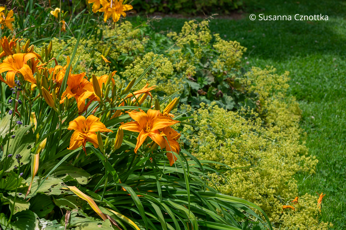 Taglilien kombinieren: Taglilie (Hemerocallis-Hybride) und Weicher Frauenmantel (Alchemilla mollis) Taglilien kombinieren: orange Taglilie (Hemerocallis-Hybride) und gelbgrün blühender Weicher Frauenmantel (Alchemilla mollis)