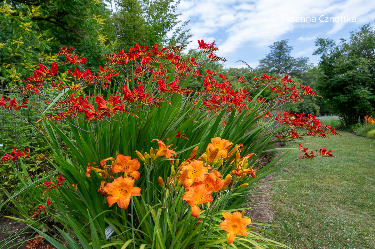 Montbretie (Crocosmia) 'Lucifer' und orange Taglilie (Hemerocallis) (Sichtungsgarten der Weihenstephaner Gärten der Hochschule Weihenstephan-Triesdorf) Montbretie (Crocosmia) 'Lucifer' und orange Taglilie (Hemerocallis) (Sichtungsgarten der Weihenstephaner Gärten der Hochschule Weihenstephan-Triesdorf)