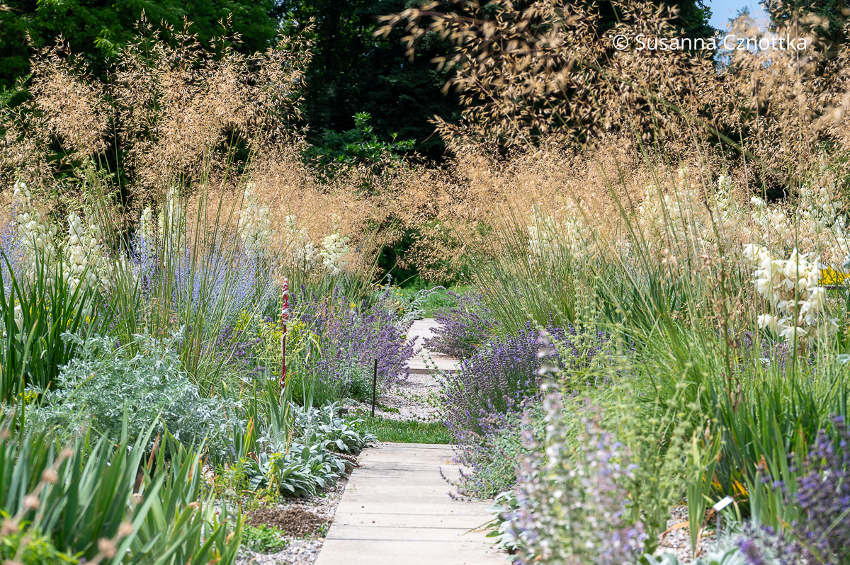 Mediterraner Garten: Riesen-Federgras (Stipa gigantea) und andere Trockenheit tolerierende Pflanzen (Sichtungsgarten der Weihenstephaner Gärten der Hochschule Weihenstephan-Triesdorf) Mediterraner Garten: Riesen-Federgras (Stipa gigantea) und andere Trockenheit tolerierende Pflanzen (Sichtungsgarten der Weihenstephaner Gärten der Hochschule Weihenstephan-Triesdorf)