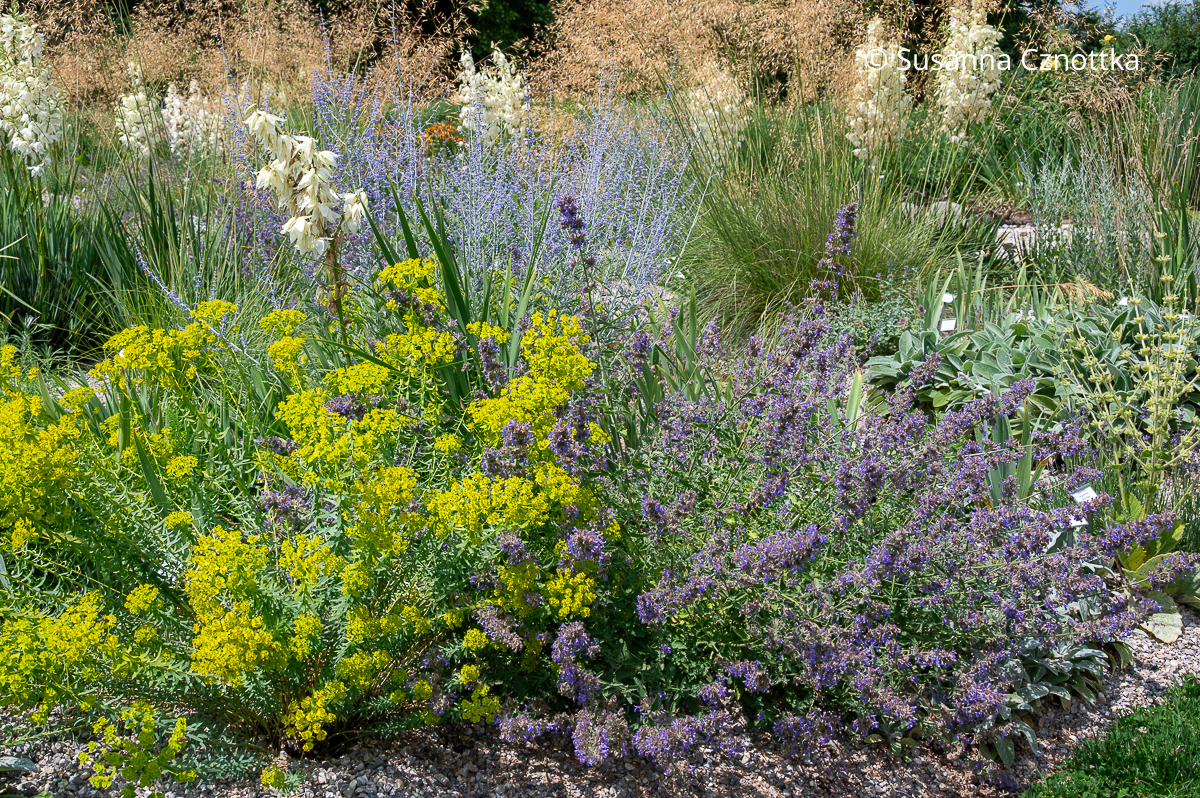 Katzenminze (Nepeta), Blauraute (Salvia yangii), Riesen-Federgras (Stipa gigantea) und Steppen-Wolfsmilch (Euphorbia seguieriana ssp. niciciana) Katzenminze (Nepeta), Blauraute (Salvia yangii), Riesen-Federgras (Stipa gigantea) und Steppen-Wolfsmilch (Euphorbia seguieriana ssp. niciciana)