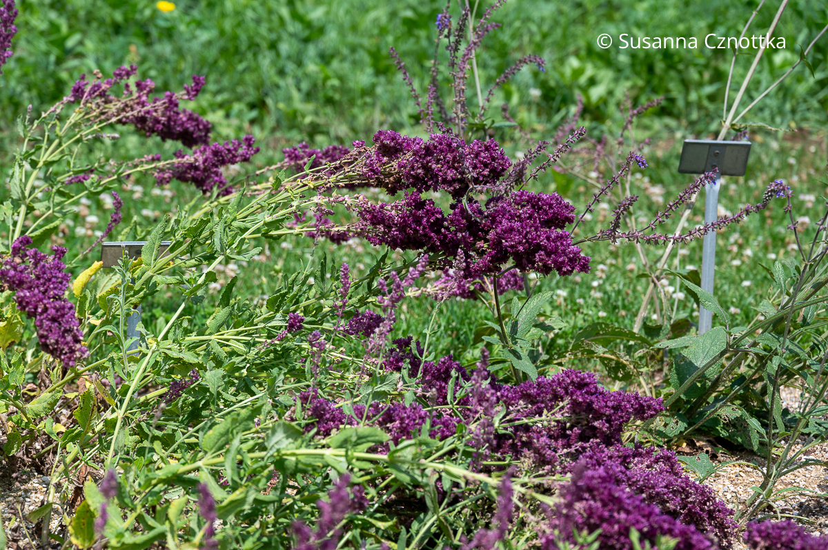 Steppen-Salbei (Salvia nemorosa) 'Schwellenburg' mit auffälligen weinroten Hochblättern