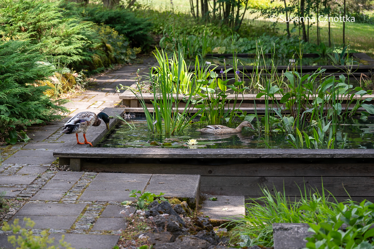 Enten in einem bepflanzten Wasserbecken (Sichtungsgarten der Weihenstephaner Gärten der Hochschule Weihenstephan-Triesdorf) Enten in einem bepflanzten Wasserbecken (Sichtungsgarten der Weihenstephaner Gärten der Hochschule Weihenstephan-Triesdorf)