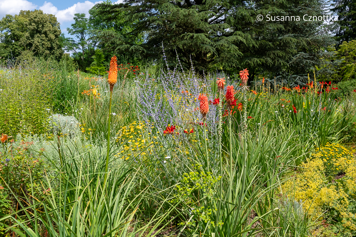 Staudenkombination für die Sonne: Fackellilie (Kniphofia) und Blauraute (Salvia yangii) (Sichtungsgarten der Weihenstephaner Gärten der Hochschule Weihenstephan-Triesdorf) Staudenkombination für die Sonne: Fackellilie (Kniphofia) und Blauraute (Salvia yangii) (Sichtungsgarten der Weihenstephaner Gärten der Hochschule Weihenstephan-Triesdorf)