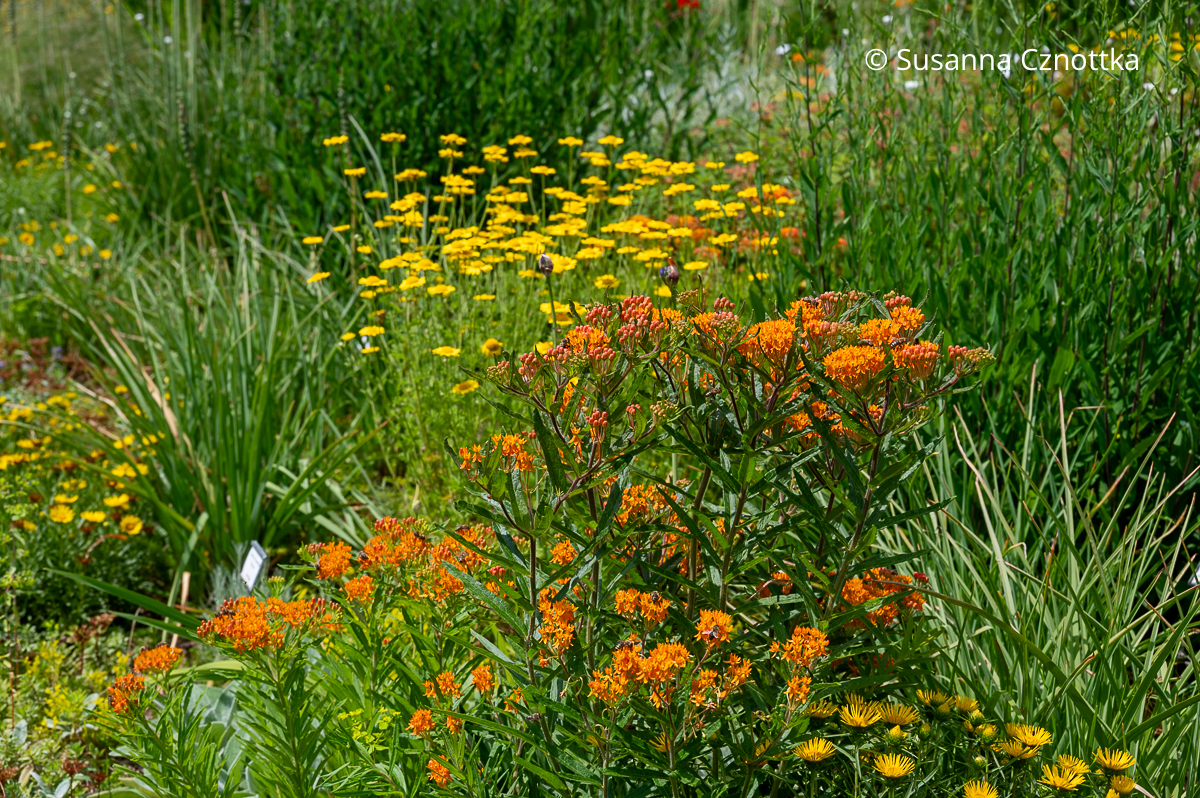 Färberkamille (Cota tinctoria syn. Anthemis tinctoria) und Knollige Seidenpflanze (Asclepias tuberosa) (Sichtungsgarten der Weihenstephaner Gärten der Hochschule Weihenstephan-Triesdorf) Färberkamille (Cota tinctoria syn. Anthemis tinctoria) und Knollige Seidenpflanze (Asclepias tuberosa) (Sichtungsgarten der Weihenstephaner Gärten der Hochschule Weihenstephan-Triesdorf)
