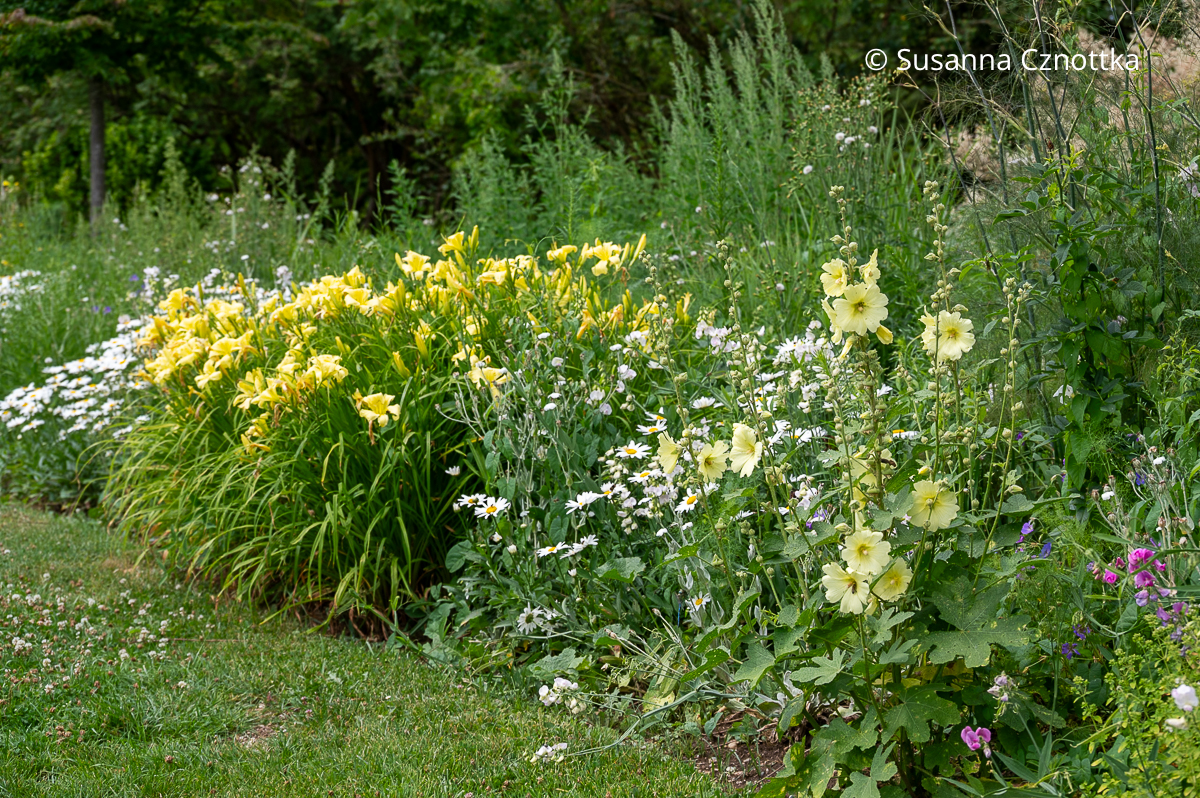 Gelbe Taglilie (Hemerocallis-Hybride), Garten-Margerite (Leucanthemum) 'Gruppenstolz' und blassgelbe Stockrose (Alcea) (Sichtungsgarten der Weihenstephaner Gärten der Hochschule Weihenstephan-Triesdorf) Gelbe Taglilie (Hemerocallis-Hybride), Garten-Margerite (Leucanthemum) 'Gruppenstolz' und blassgelbe Stockrose (Alcea) (Sichtungsgarten der Weihenstephaner Gärten der Hochschule Weihenstephan-Triesdorf)
