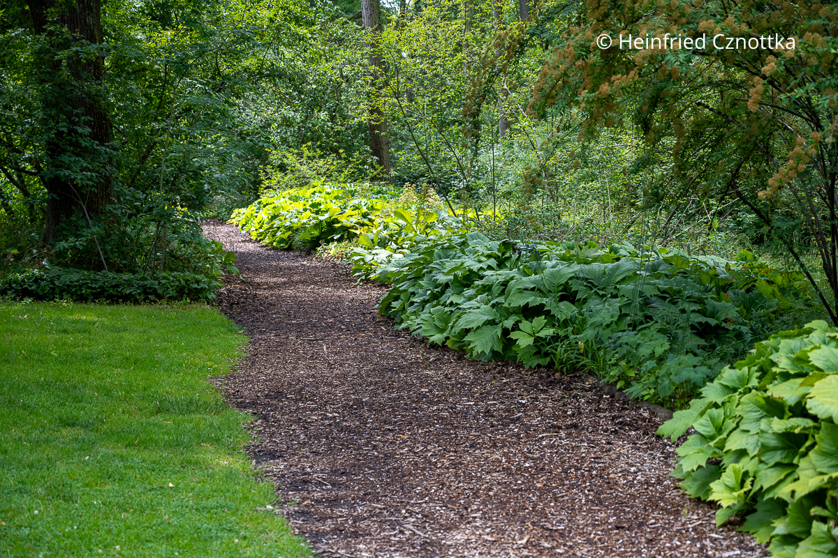 Schaublatt (Rodgersia) an einem schattigen Weg (Sichtungsgarten der Weihenstephaner Gärten der Hochschule Weihenstephan-Triesdorf) Schaublatt (Rodgersia) an einem schattigen Weg (Sichtungsgarten der Weihenstephaner Gärten der Hochschule Weihenstephan-Triesdorf)