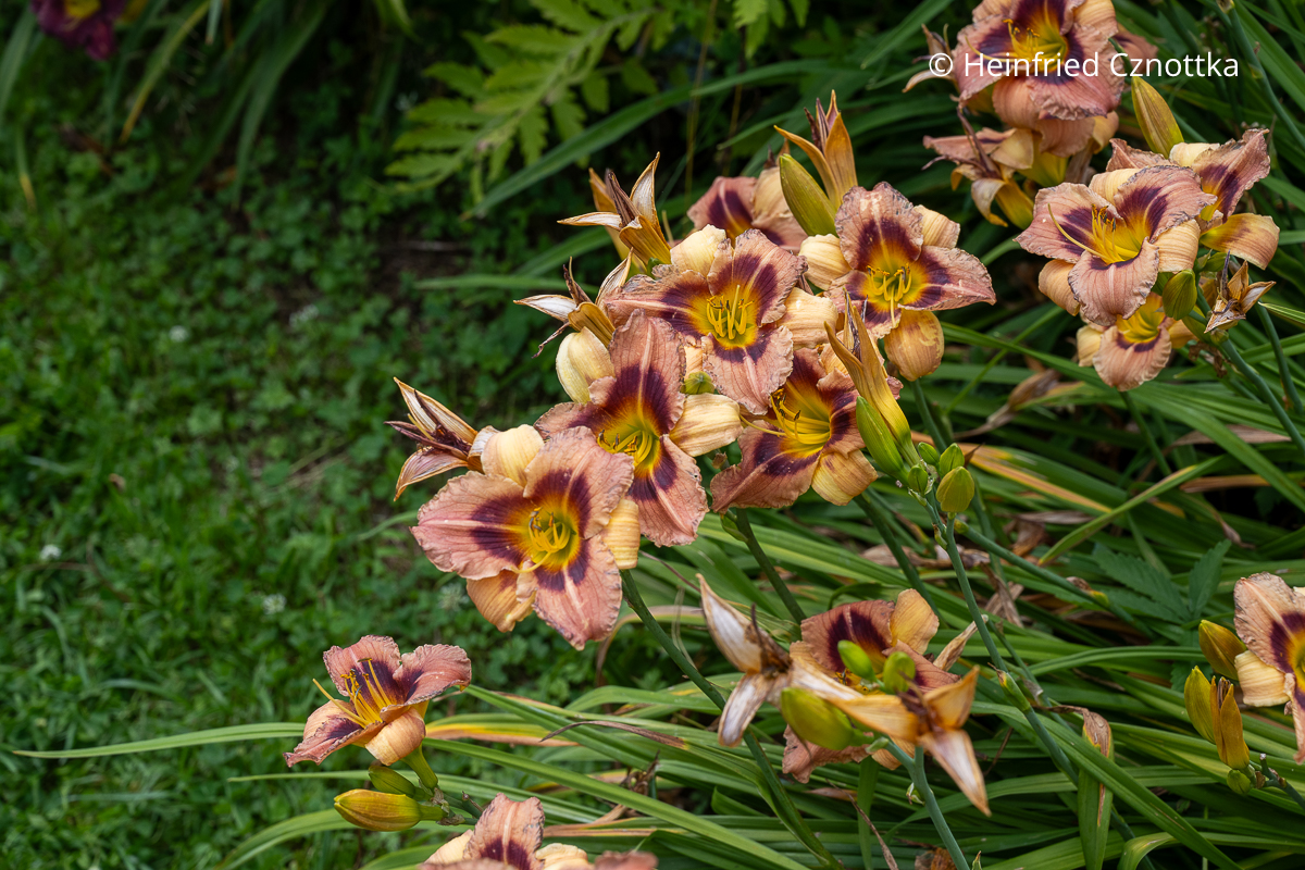 Taglilie (Hemerocallis-Hybride) 'Tante Ju' Taglilie (Hemerocallis-Hybride) 'Tante Ju' hat rosa Blütenblätter und einen dunkelroten Ring um den gelben Schlund