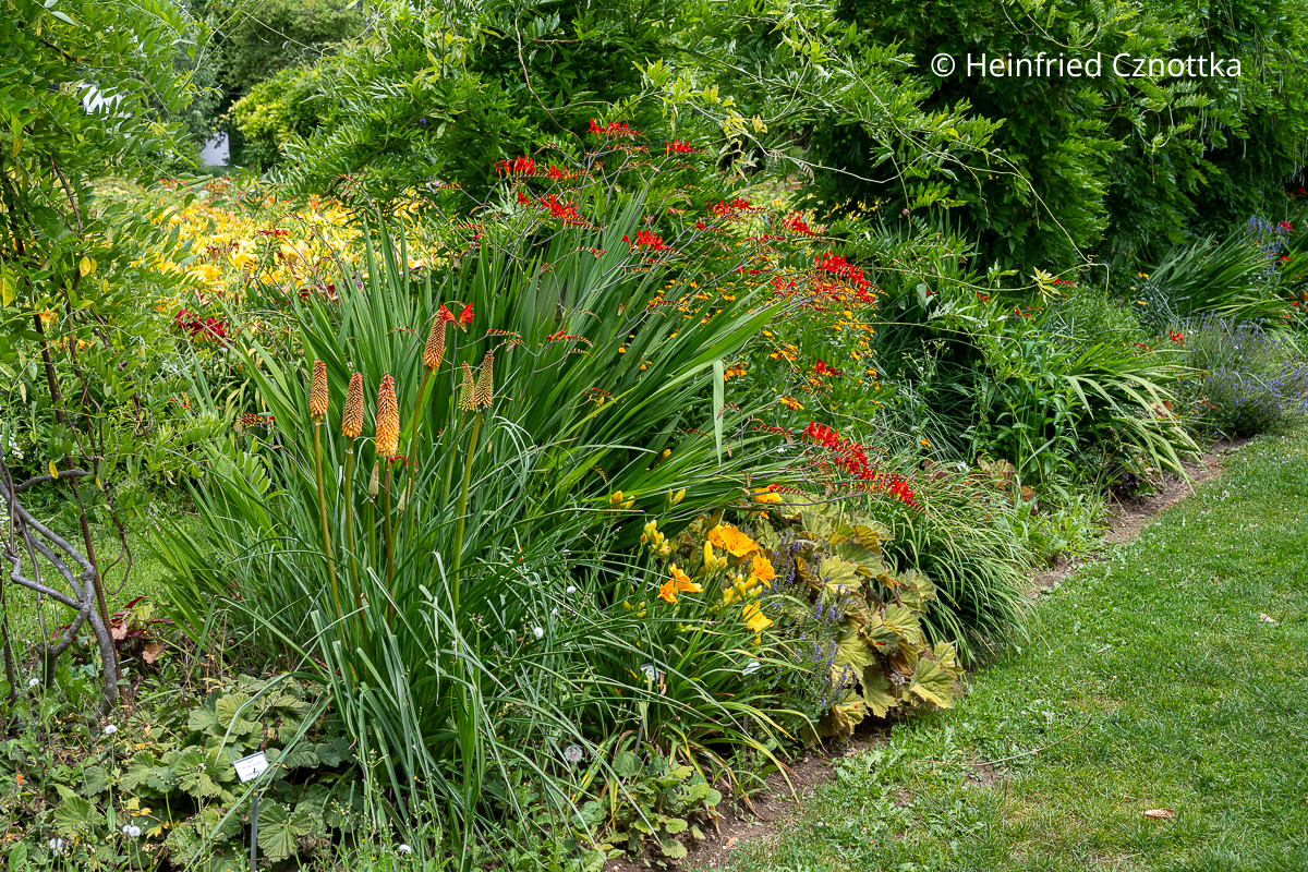 Taglilie (Hemerocallis) 'Nugget', Montbretie (Crocosmia) 'Lucifer' und orange Fackellilie (Kniphofia) (Sichtungsgarten der Weihenstephaner Gärten der Hochschule Weihenstephan-Triesdorf) Taglilie (Hemerocallis) 'Nugget', Montbretie (Crocosmia) 'Lucifer' und orange Fackellilie (Kniphofia) (Sichtungsgarten der Weihenstephaner Gärten der Hochschule Weihenstephan-Triesdorf)