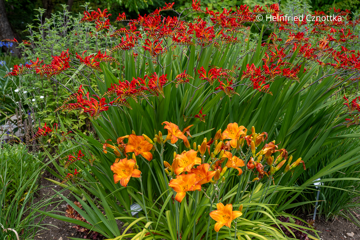 Staudenkombination für ein Sommerbeet: orange Taglilie (Hemerocallis-Hybride) und rote Montbretie (Crocosmia) 'Luzifer' (Sichtungsgarten der Weihenstephaner Gärten der Hochschule Weihenstephan-Triesdorf) Staudenkombination für ein Sommerbeet: Orange Taglilie (Hemerocallis-Hybride) und rote Montbretie (Crocosmia) 'Luzifer'