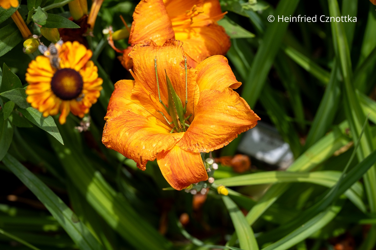 Grashüpfer in der Blüte einer Taglilie (Hemerocallis-Hybride) 'Mauna Loa' Ein Grashüpfer in der Blüte einer Taglilie (Hemerocallis-Hybride) 'Mauna Loa'