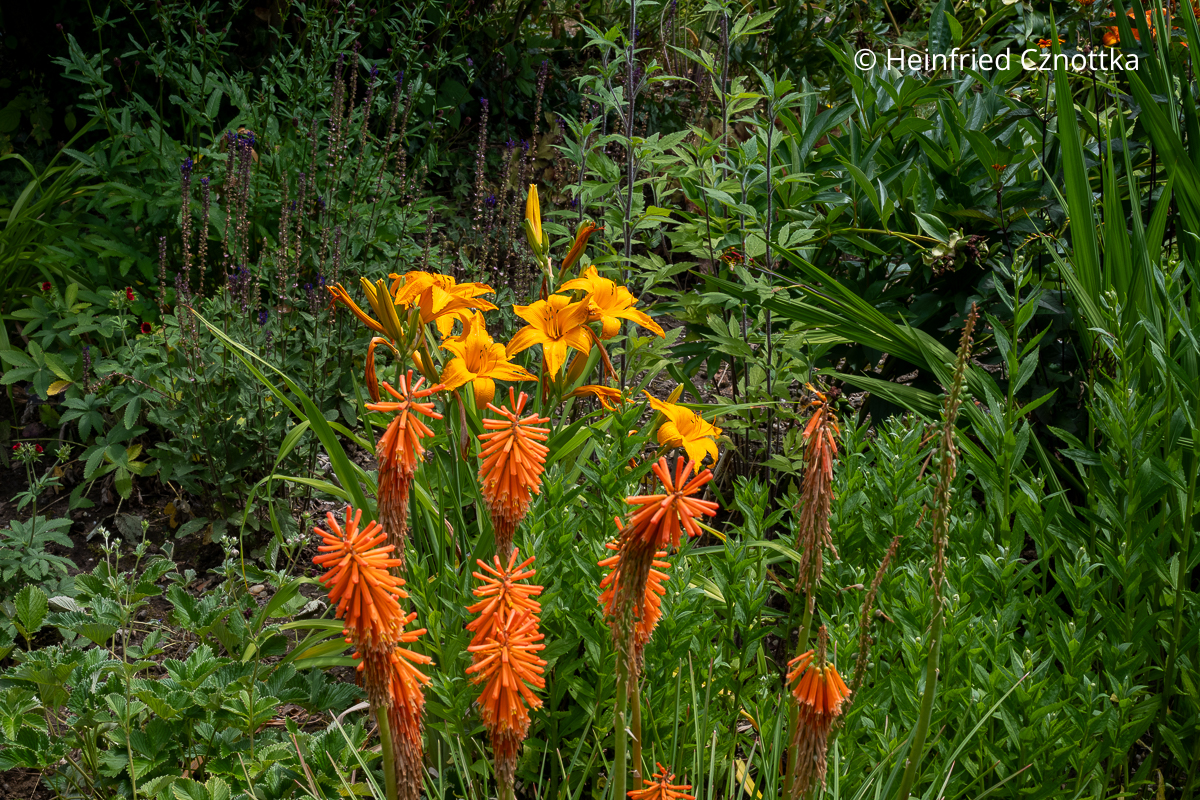 Orange Taglilie (Hemerocallis-Hybride) 'Burning Daylight' und Fackellilie (Kniphofia) Orange Taglilie (Hemerocallis-Hybride) 'Burning Daylight' und orange Fackellilie (Kniphofia)