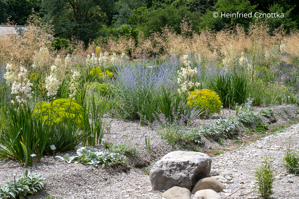 Trockenheit tolerierende Pflanzung mit Palmlilien (Yucca), leuchtender Kompakter Steppen-Wolfsmilch (Euphorbia segueriana subsp. niciciana) und Blauraute (Salvia yangii) (Sichtungsgarten der Weihenstephaner Gärten der Hochschule Weihenstephan-Triesdorf) Trockenheit tolerierende Pflanzung mit Palmlilien (Yucca), leuchtender Kompakter Steppen-Wolfsmilch (Euphorbia segueriana subsp. niciciana) und Blauraute (Salvia yangii) (Sichtungsgarten der Weihenstephaner Gärten der Hochschule Weihenstephan-Triesdorf)