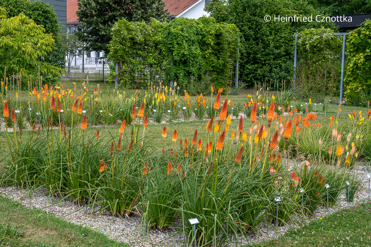 Fackellilien (Kniphofia) im Sichtungsgarten Weihenstephan der Hochschule Weihenstephan-Triesdorf Fackellilien (Kniphofia) im Sichtungsgarten Weihenstephan der Hochschule Weihenstephan-Triesdorf