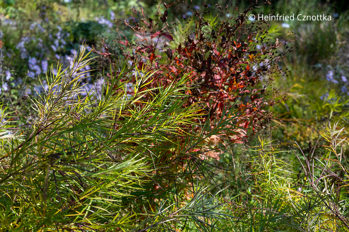 Röhrenstern (Amsonia hubrichtii) und Dreiblattspiere (Gillenia trifoliata) mit rotem Herbstlaub