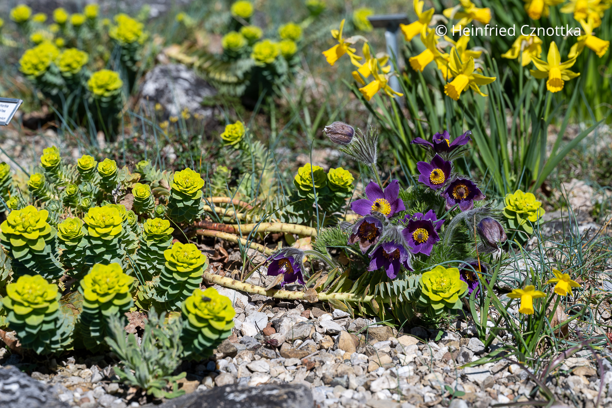 Walzen-Wolfsmilch (Euphorbia myrsinites), gelbe Narzissen und Küchenschelle (Pulsatilla vulgaris) in einem Kiesgarten Walzen-Wolfsmilch (Euphorbia myrsinites), gelbe Narzissen und Küchenschelle (Pulsatilla vulgaris) in einem Kiesgarten