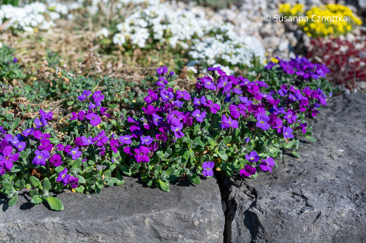 Blaukissen (Aubrieta x cultorum) 'Royal Cascade Blue' mit violett-blauen Blüten (Sichtungsgarten der Weihenstephaner Gärten der Hochschule Weihenstephan-Triesdorf)