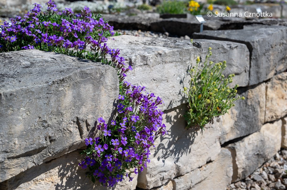 Polsterstaude: ein Blaukissen (Aubrieta) an einer Mauer (Sichtungsgarten der Weihenstephaner Gärten der Hochschule Weihenstephan-Triesdorf)