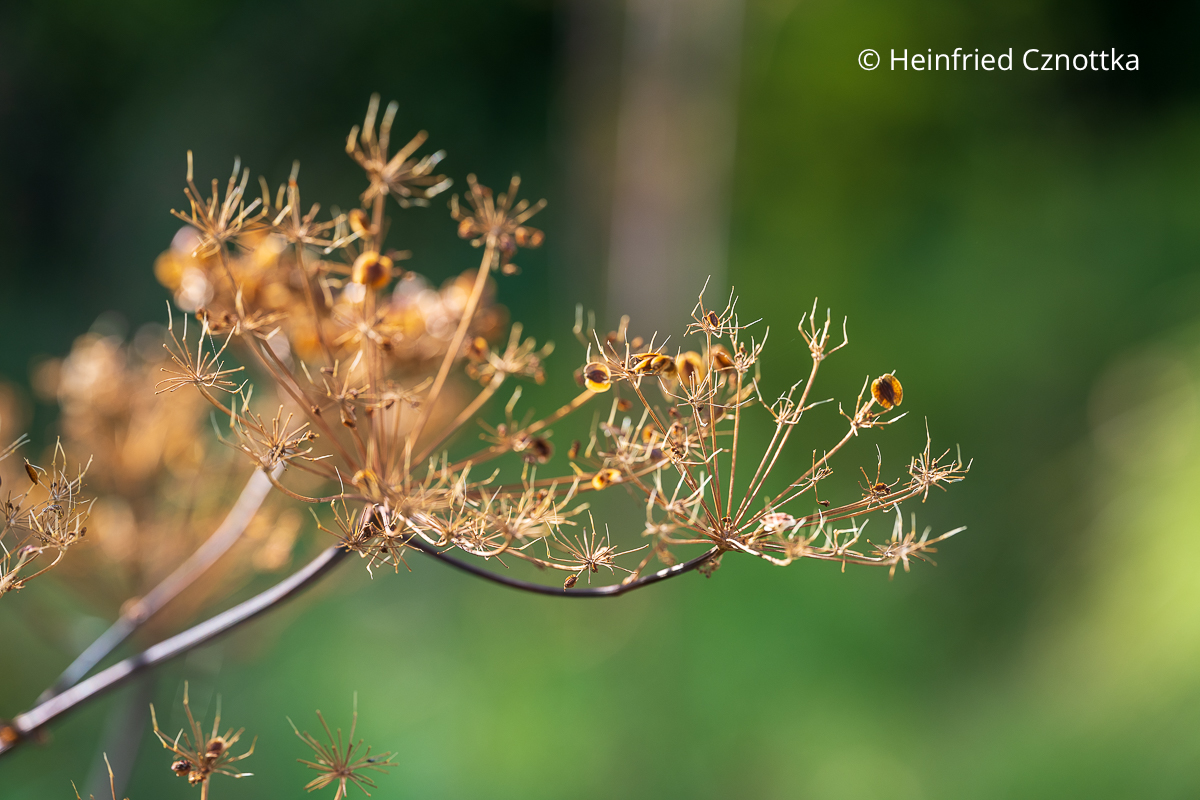 Samenstand des Riesen-Haarstrangs (Peucedanum verticillare) 