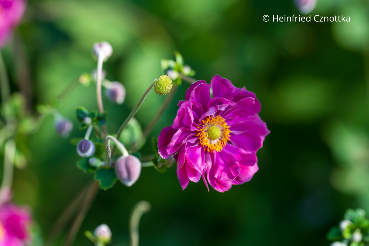 Staude für das Spätsommer- und Herbstbeet: Herbst-Anemone 'Margarete' (Anemone japonica-Hybride oder Autumn Double Group) Staude für das Spätsommer- und Herbstbeet: Herbst-Anemone 'Margarete' (Anemone japonica-Hybride oder Autumn Double Group)