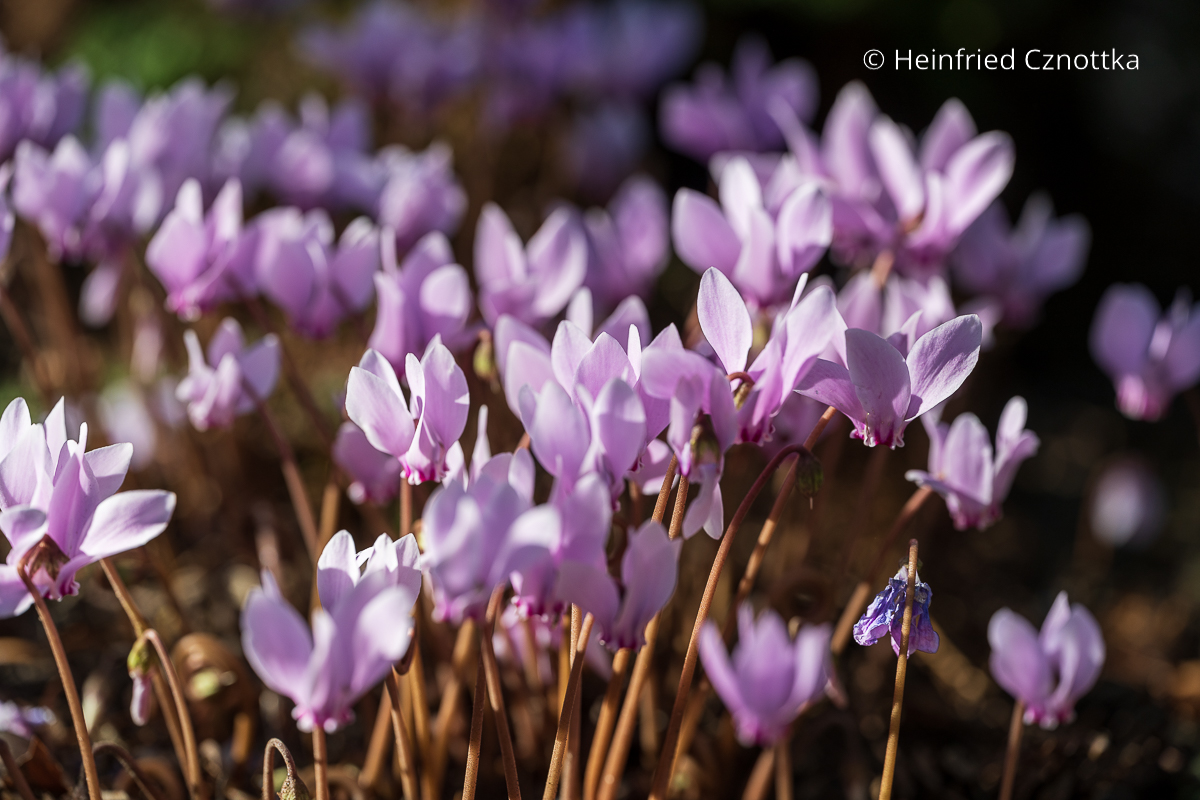 Zarte Blüten: Efeublättriges Alpenveilchen 
