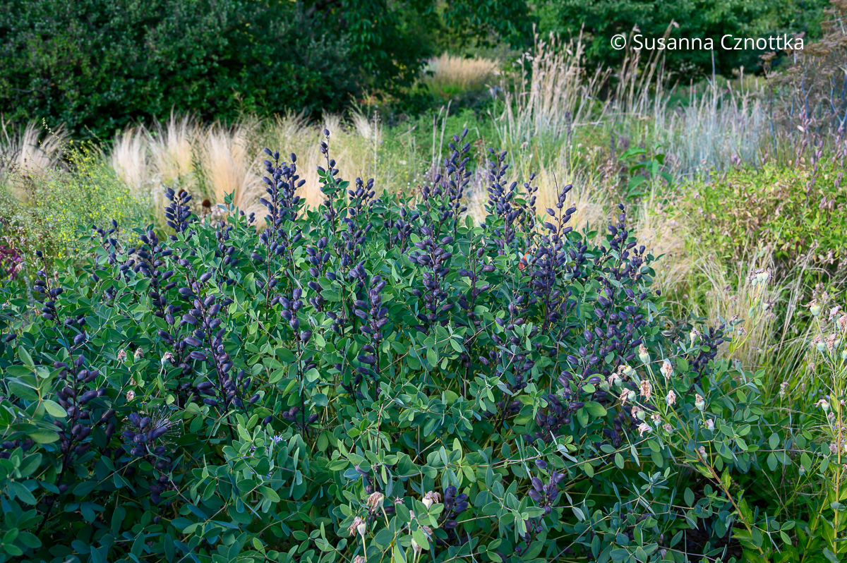Blaue Färberhülse (Baptisia australis) vor Zartem Federgras (Nassella tenuissima) Blaue Färberhülse (Baptisia australis) vor Zartem Federgras (Nassella tenuissima)