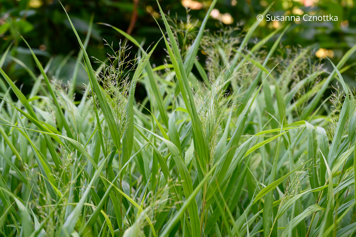 Japanisches Gold-Berggras (Hakonechloa macra) 'All Gold' mit einheitlich hellgrünen bis gelben Halmen
