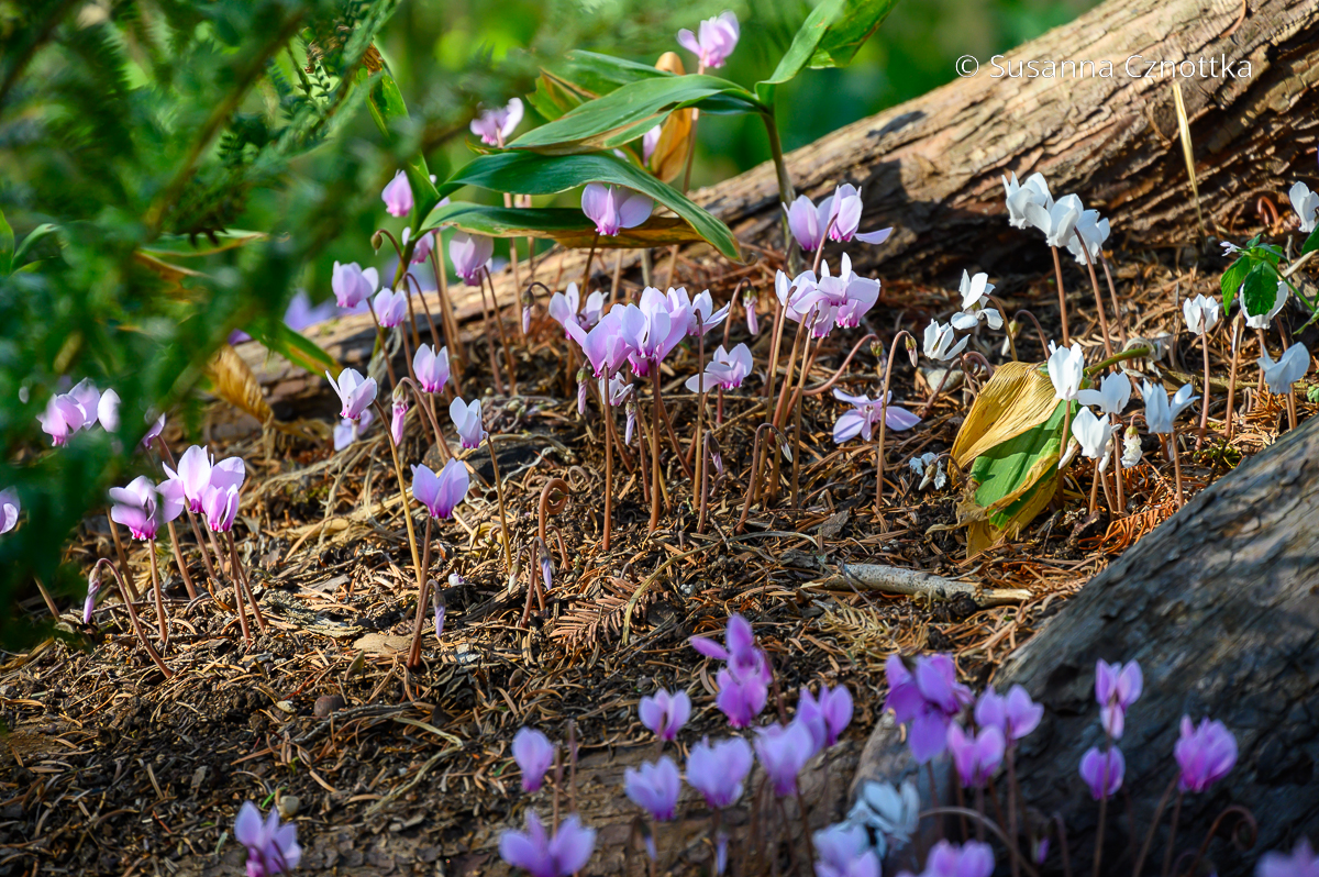 Efeublättrige Alpenveilchen (Cyclamen hederifolium)