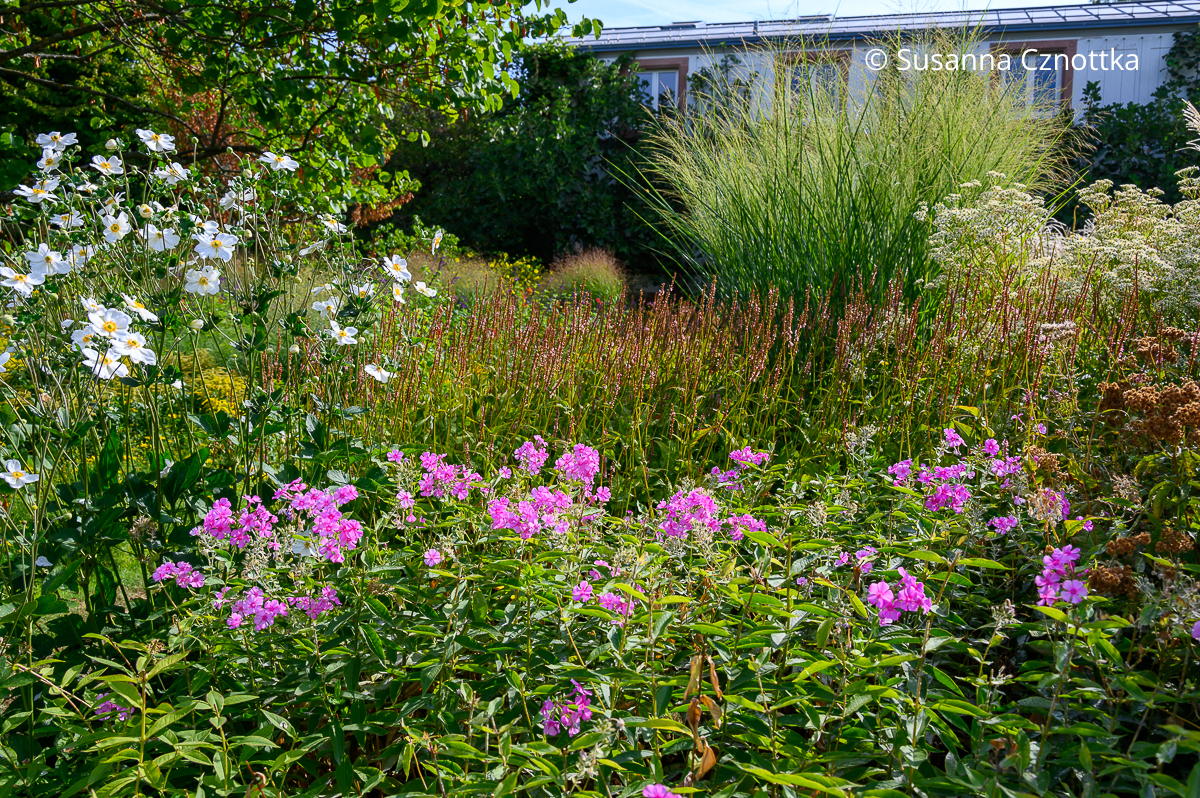 Weiße Herbst-Anemonen (Anemone japonica), roter Kerzen-Knöterich (Persicaria amplexicaulis), Gräser und pinker Sommer-Phlox (Phlox paniculata) Weiße Herbst-Anemonen (Anemone japonica), roter Kerzen-Knöterich (Persicaria amplexicaulis), Gräser und pinker Sommer-Phlox (Phlox paniculata)