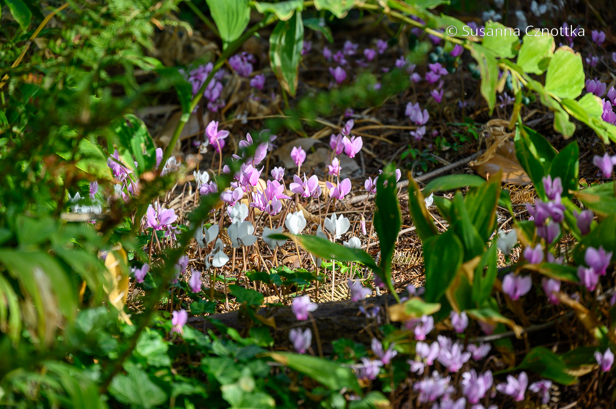 Herbst-Alpenveilchen (Cyclamen hederifolium)