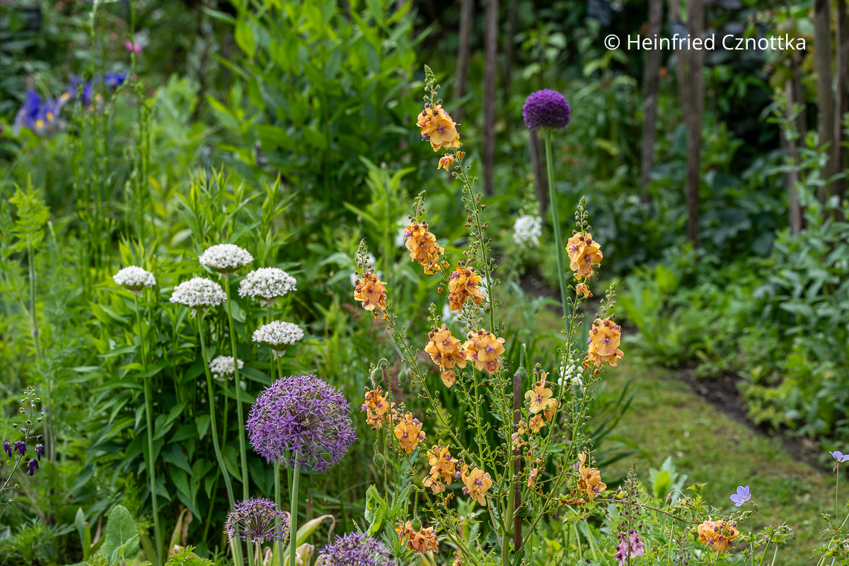Violette Königskerze (Verbascum phoeniceum) 'Clementine' mit Zierlauch in Weiß und Violett Violette Königskerze (Verbascum phoeniceum) 'Clementine' mit Zierlauch in Weiß und Violett