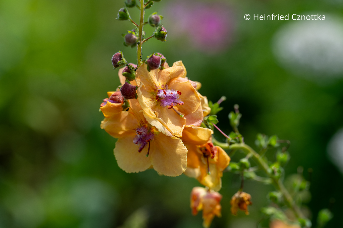 Nahaufnahme der Blüten der Königskerze (Verbascum-Hybride) 'Clementine' Nahaufnahme der Blüten der Königskerze (Verbascum-Hybride) 'Clementine' mit apricotfarbenen Blüten und hell violetter Mitte