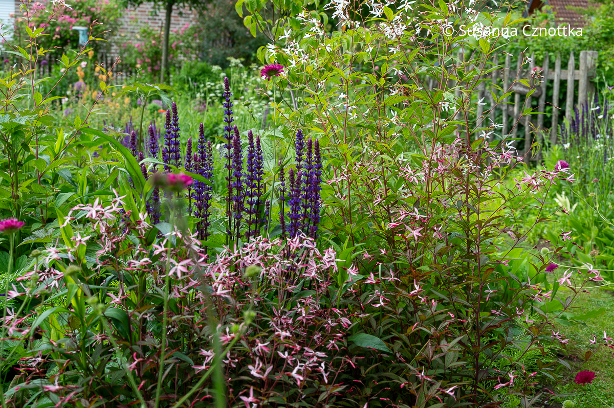 Staudenkombination für ein Sonnenbeet: violetter Steppensalbei (Salvia nemorosa), pinke Mazedonische Witwenblume (Knautia macedonica) und Dreiblattspieren (Gillenia trifoliata) in Pink und Weiß