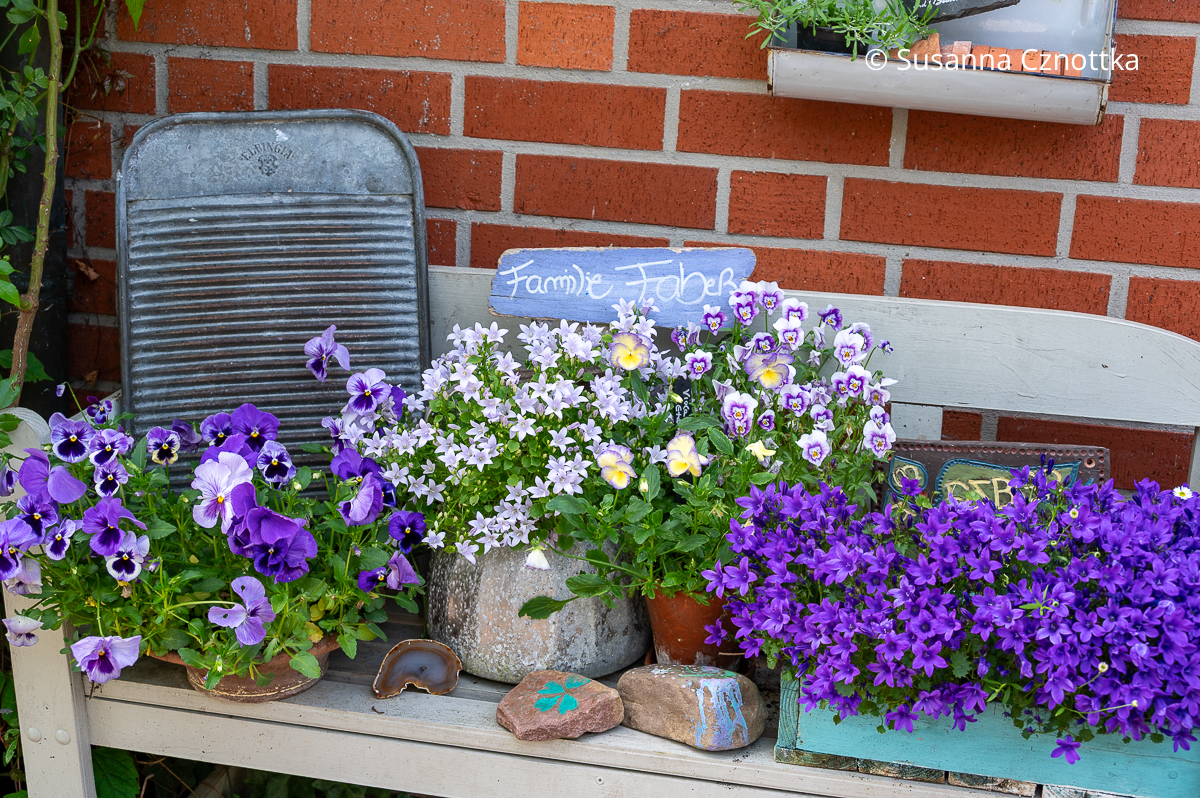 Polster-Glockenblumen und Horn-Veilchen in Töpfen auf einer Bank