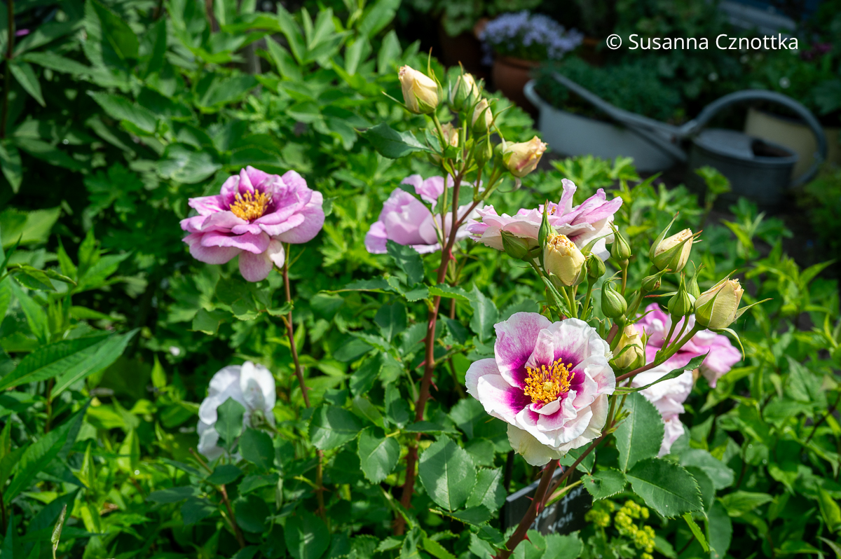 Persische Rose 'Eyes for You' Persische Rose 'Eyes for You' mit hellrosa Blüten mit dunklem, purpurroten Auge und leuchtend gelben Staubfäden