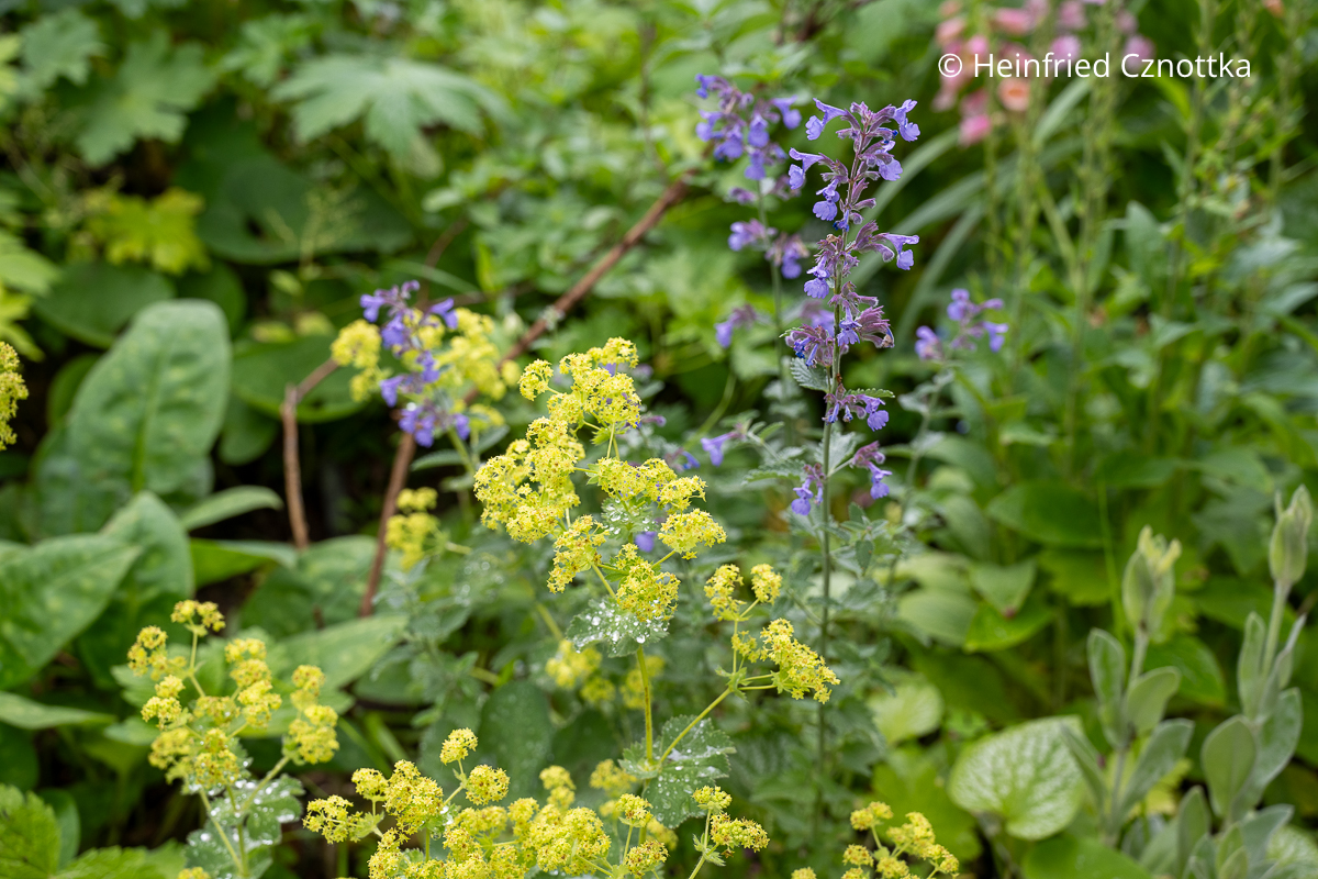 Harmonisch: die gelbgrünen kleinen Blüten des Weichen Frauenmantels (Alchemilla mollis) und der blau-violetten Katzenminze (Nepeta)