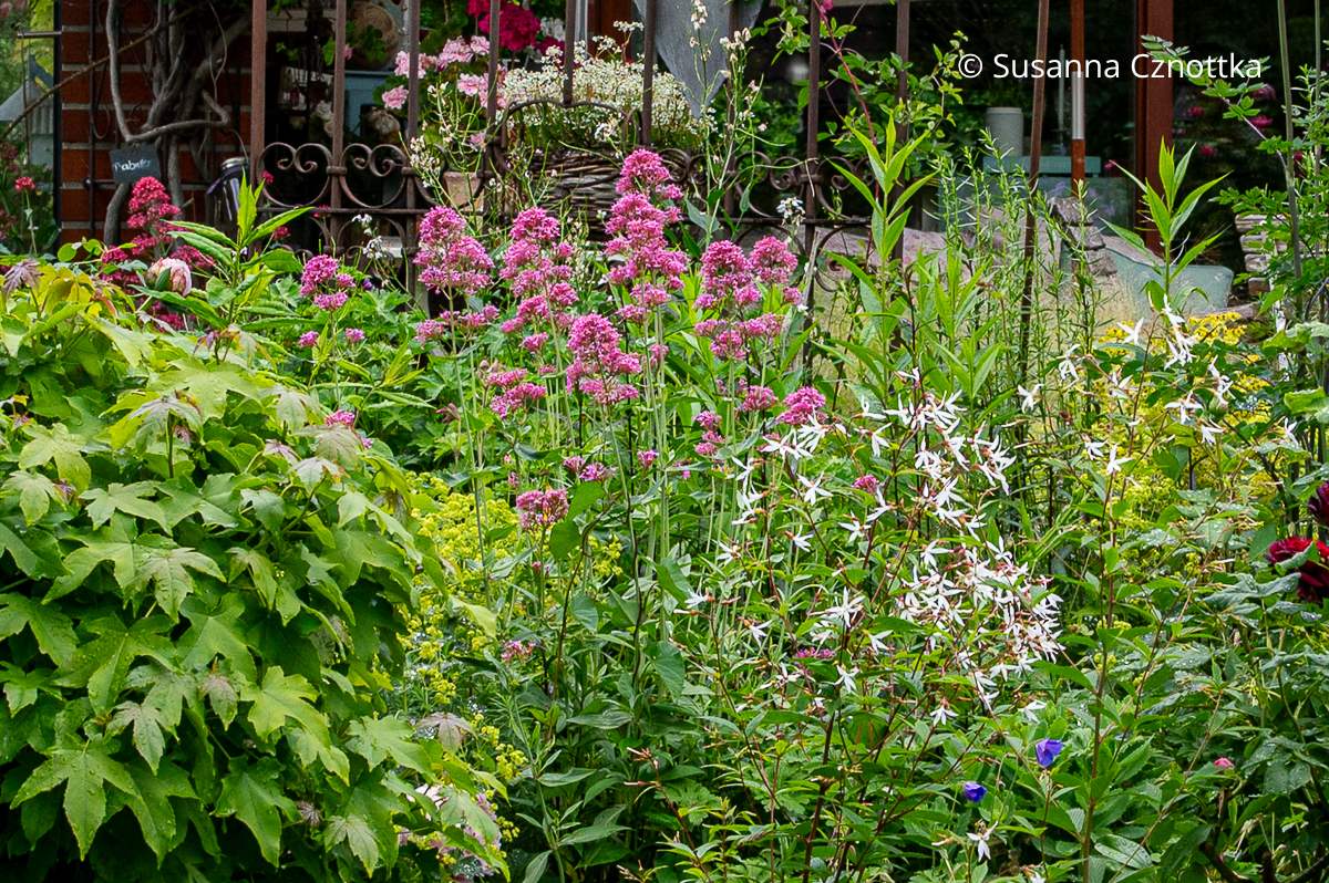Sommerliche Staudenkombination: Rote Spornblume (Centranthus ruber) in Rot und Pink und Dreiblattspiere (Gillenia trifoliata)