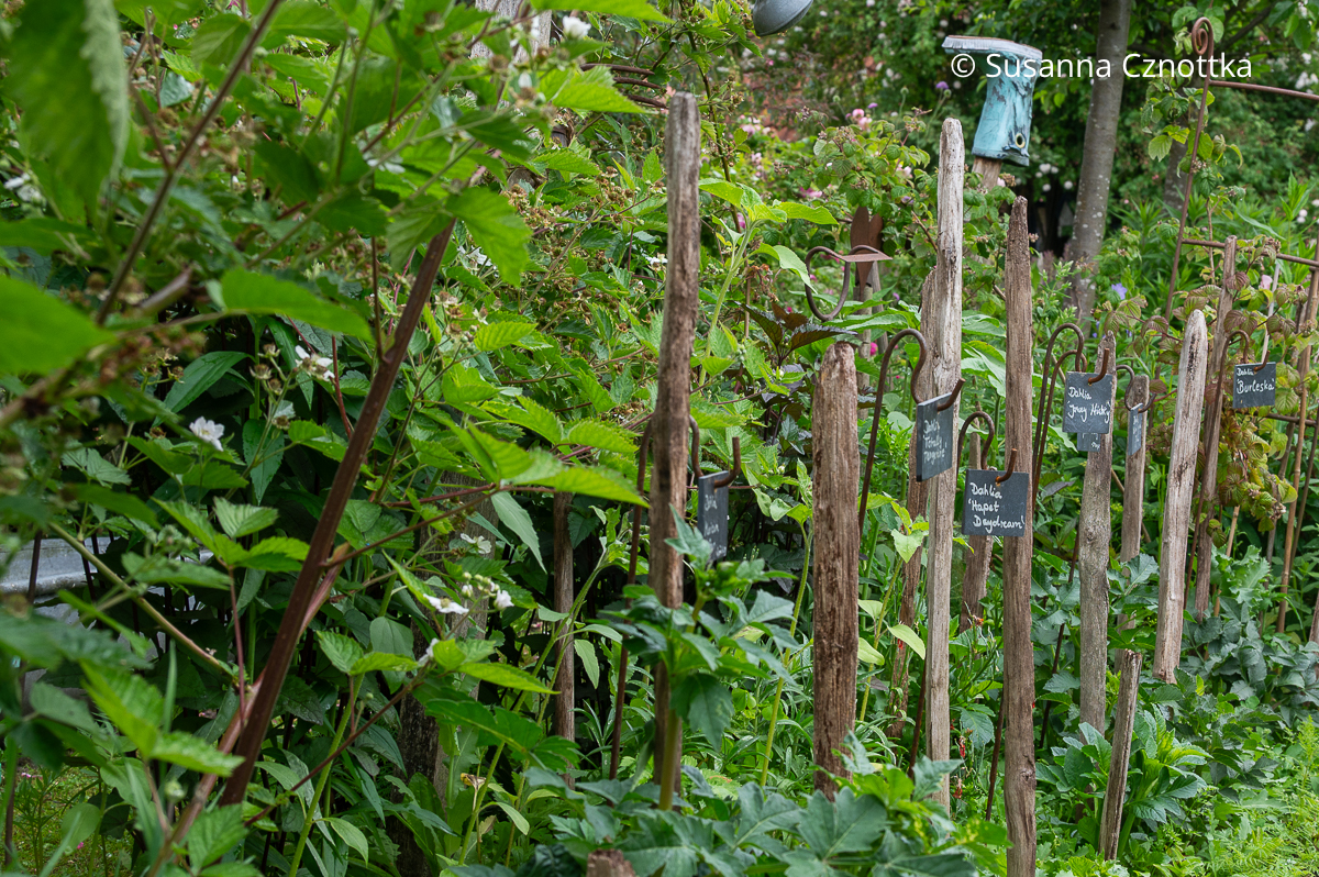 Stäbe zum Anbinden von Dahlien und kleine Schiefertafeln mit den Sortennamen Stäbe zum Anbinden von Dahlien und kleine Schiefertafeln, auf die Sortennamen mit Kreide geschrieben wurden in einem Garten.