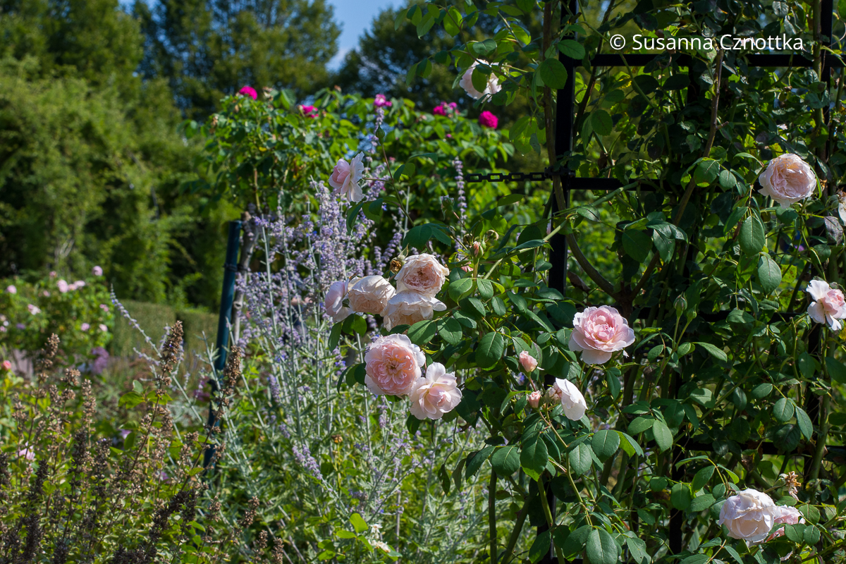 Zartes Paar: Blauraute (Salvia yangii) und Strauchrose 'Wisley'