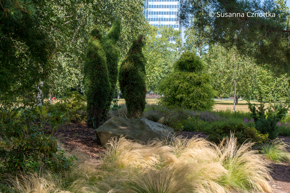Formkontrast: zu Skulpturen geschnittene Koniferen und Zartes Federgras (Nassella tenuissima) im Vordergrund Formkontrast: drei zu Skulpturen geschnittene Koniferen und Zartes Federgras (Nassella tenuissima) mit weichen Konturen im Vordergrund