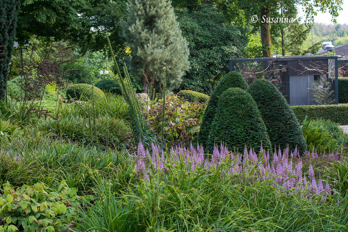 Drei Eibenkegel in einem Staudenbeet mit violetten Astilben