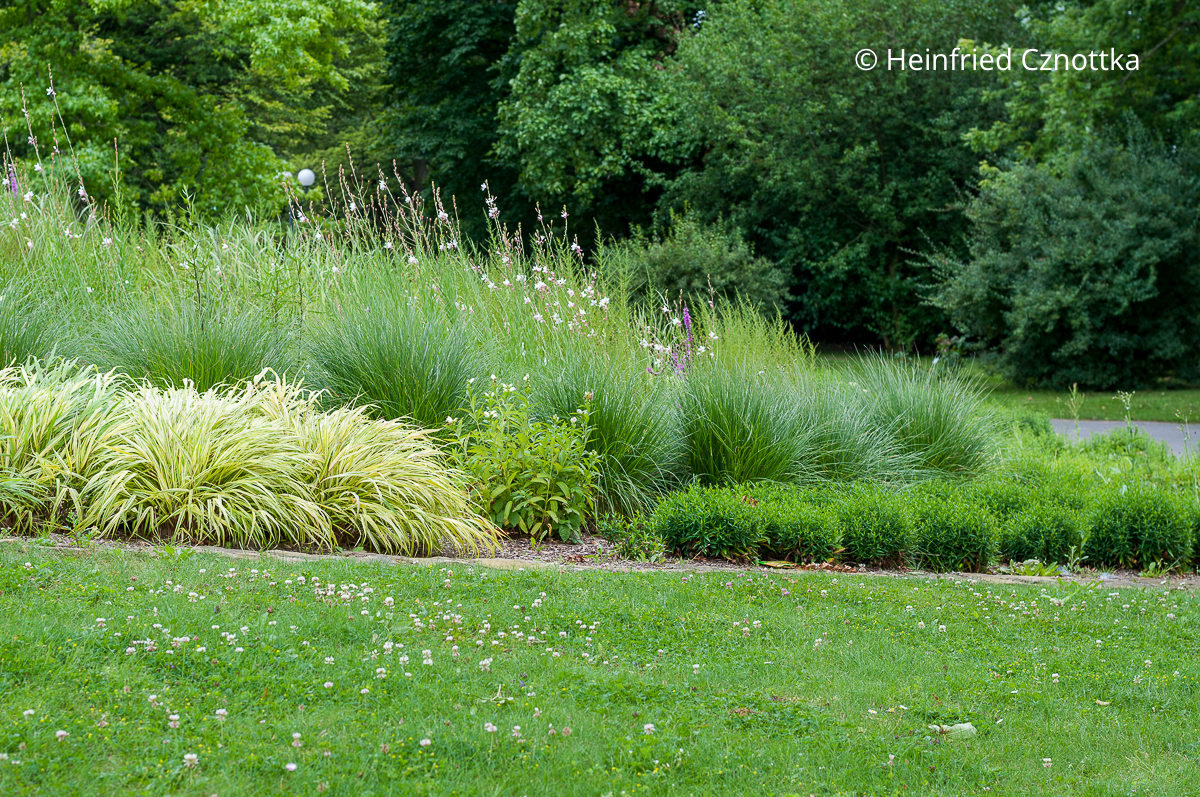 Japan-Berggras (Hakonechloa macra) kombinieren: verschiedene Formen und Texturen passen dazu